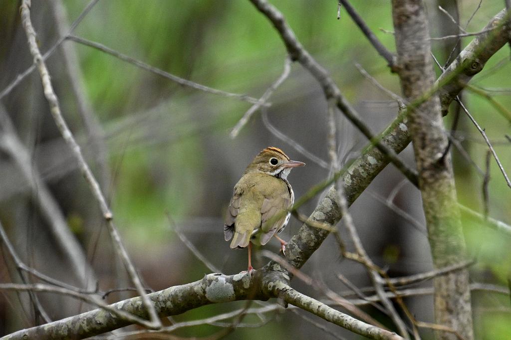 Warbler, Ovenbird, 2025-05077563 Parker River NWR, MA.JPG - Ovenbird. Parker River National Wildlife Refuge, MA, 5-7-2025